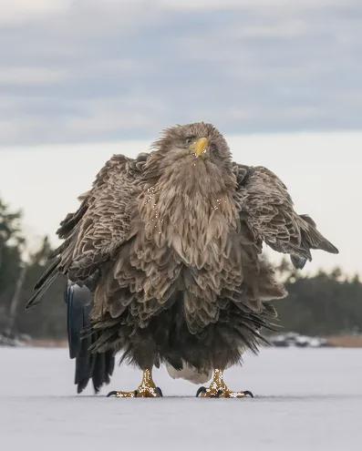 76944835007-8-peoples-choice-award-category-winner-tapani-linnanmaki-shake-ruffle-rattle-and-roll.jpg