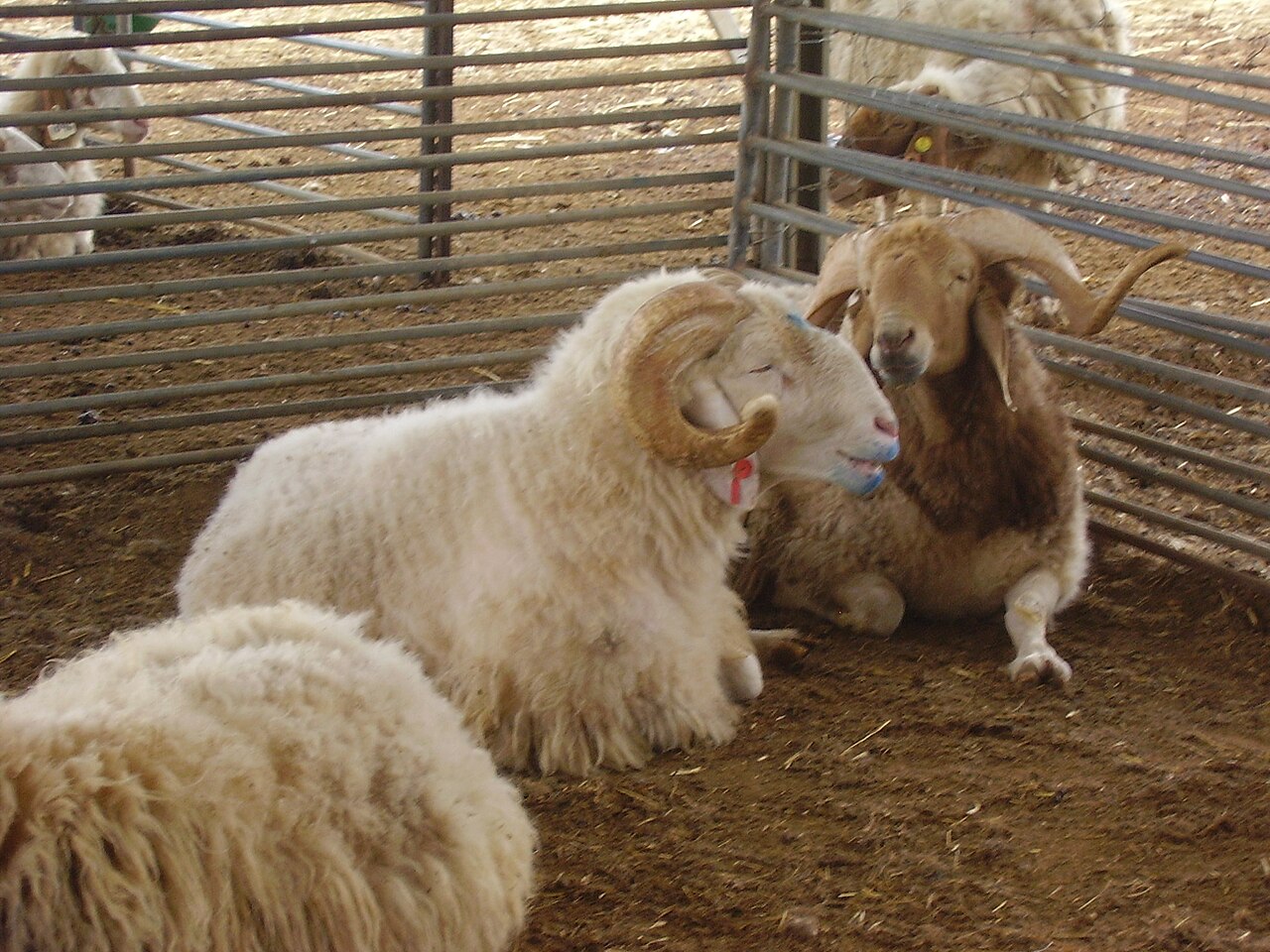 PikiWiki_Israel_18899_Male_Sheep_in_the_Negev.JPG