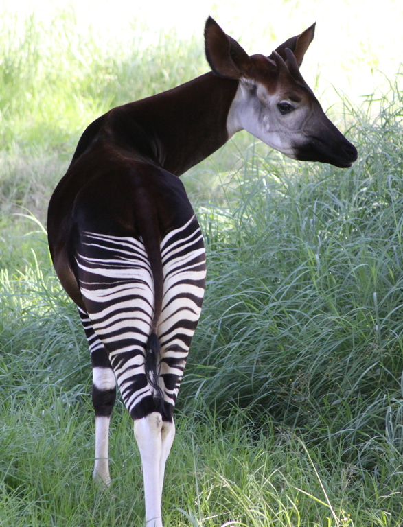 Okapi_9-04-04_04.jpg